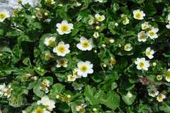 Caltha palustris